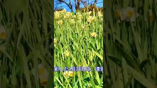 【権現堂公園】【水仙】権現堂公園「水仙」（埼玉県幸手市）#shorts 　#幸手市