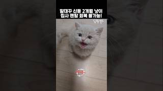 말대꾸 신동 2개월 냥이! 집사 멘탈 회복 불가능!