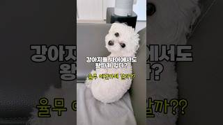 강아지 세계에도 왕따가 있다?! #말티푸 #강아지 #귀여운강아지 #반려견 #cutedog