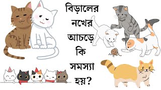 বিড়ালের নখের আচড়ে কি সমস্যা হয়? #বিড়াল #বিড়াল_পালন