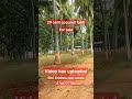 🌴29 cent coconut farm land 🌴 for sale kinathukadavu realestate farmland land coconutfarm