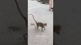 ഇങ്ങനെ പേടിക്കല്ലെടാ 🤣😂#monkey #funny #shorts #video