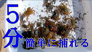 たった5分で大量のカニを採取‼【黒鯛(チヌ)餌】【釣り雑誌(元)編集マン】