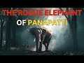 Rogue Elephant of Panapatti | Kenneth Anderson Hunting Story | Wildlife Story | 4K Audio