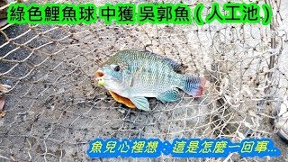 ★迷你釣具★＜ 帶環 釣魚浮球 ＞連人工池的吳郭魚都能輕易中！