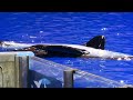 husbandry full orca encounter segment 11 18 22 2