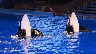 Husbandry | Full Orca Encounter Segment 11/18/22 (2)