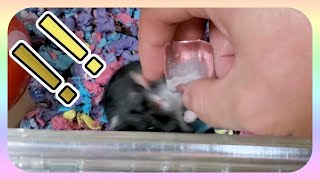 驚きすぎてひっくり返るハムスター/Hamster surprised and overturned