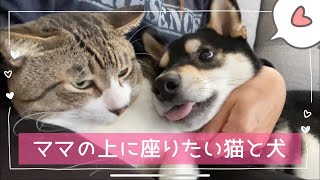 ママの上争奪戦  猫と柴犬をもふもふする癒し動画 #柴犬 #ねこ #癒し#かわいい