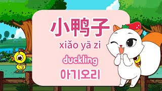 [berrycat \u0026 小鹿问问] 小鸭子┃儿歌┃duck song┃duck ┃Chinese song┃베리캣 앤 사슴 원원┃꽥꽥 아기 오리 (중국어 동요)┃동요┃오리동요