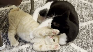 Cat Disciplines Kitten