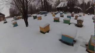 Зимовка пчел на сетчятом дне в Кировской области