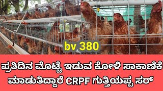 ಪ್ರತಿದಿನ ಮೊಟ್ಟೆ ಹಿಡುವ ಕೋಳಿ ಸಾಕಾಣಿಕೆ | bv 380 ಕೋಳಿ ಸಾಕಾಣಿಕೆ | koli sakanike bv380 |