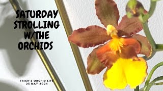 Saturday Strolling with the Orchids 18 May 2024 Saturday Strolling