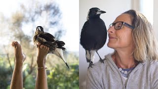 Penguin The Magpie Saved The Bloom Family