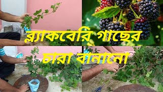 ব্ল্যাকবেরি গাছের চারা তৈরি|How to make Blackberry Plant|How to grow Blackberries|Blackberry Plant