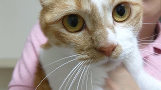 パパと息子で態度が違いすぎる乙女な猫【すずとコテツ】