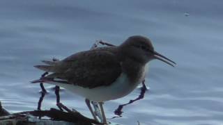 Common Sandpiper (Actitis hypoleucos) - Call and Song. Siljan, Norway, May 2017.