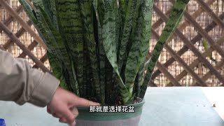 想要养好虎皮兰，先看看花盆有没有选对