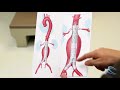 Complex Abdominal Aortic Aneurysm Surgery