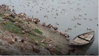 Duck Farming Duck Farming In Atrai River Duck Farming In Mohadebpur atrai river হাশ পালন পদ্ধতি