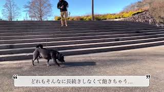 【甲斐犬雑種】愛犬とかなえたい目標2025【保護犬】