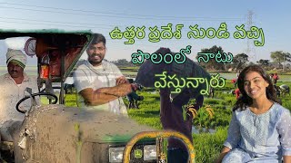 PADDY CROP PLANTATION || TELUGU FARMING || TELANGANA CROP || EP-12