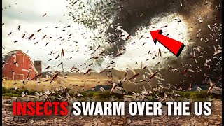 STRANGE CRICKETS Swarm Over THE US & ALARMING TRUMPET Sounds   Miracle or Judgement