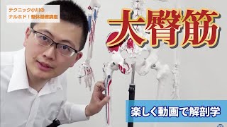 「大臀筋」ナルホド！基礎講座《楽しく動画で解剖学》