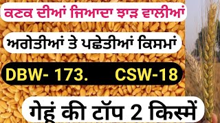 HDCSW-18 WHEAT AND Dbw-173 high yield varieties of wheat in early and late sowing.