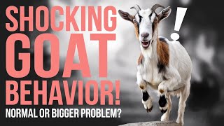 Shocking Goat Behavior, Is This Normal or a Sign of Something Bigger