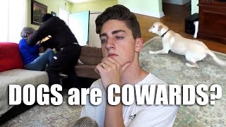 All Dogs Are Cowards (Dogs Exposed)