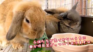 【和泉本店】ベビーちゃん達に生牧草あげてみました♪