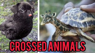 10 Mind-Blowing Hybrid Animals You Won’t Believe Exist!