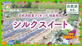 【自然派給食 地産地消 シルクスイート】 GONTAどろんこファームでサツマイモ（シルクスイート）の植え付け〜自然派給食クッキング 地産地消食材「シルクスイーツ」のご紹介！