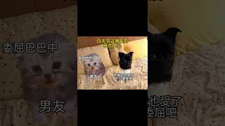 白天骂过男友后我的内心 #cat #shorts #猫咪的迷惑行为