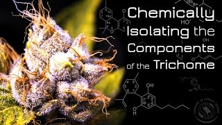 Dr. Mehrdad Barghian: Chemically Isolating the Components of the Trichome