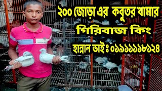 ভালো মানের  গিরিবাজ  কবুতর কিনুন হান্নান ভাই  থেকে  | Biggest Pigeon Farm Dhaka Badda