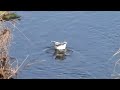 カモメの鳴き声　ユリカモメblack headed gull chroicocephalus ridibundus