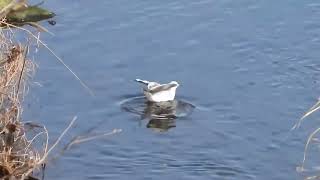 カモメの鳴き声　ユリカモメBlack-headed Gull / Chroicocephalus ridibundus