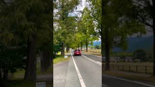 Japanese Amazing trees 2.5 kilometers straight road is a row of Metasequoia trees Makino Pic-Land.