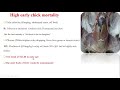 early chick mortality practical poultry