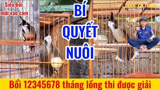 Cách huấn luyện chào mào bổi thành chào mào thi đấu nhanh nhất