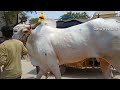 super racing district famous khilari bull s halaharvi eranna awesome handsome bull s ....