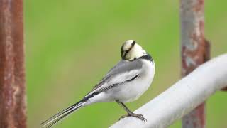 ＃ハクセキレイ＃白鶺鴒＃Motacilla alba lugens