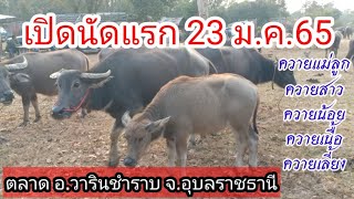 สำรวจราคาควายวันนี้ 23ม.ค.65 นัดแรกของปี ควายแม่ลูก ควายน้อย ควายเนื้อ อ.วารินชำราบ จ.อุบลราชธานี