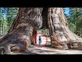 Top 5 Tallest Trees Ever Found