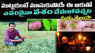 Touch Me Not Plant SECRETS You Never Knew Existed! #అత్తిపత్తిఆకు