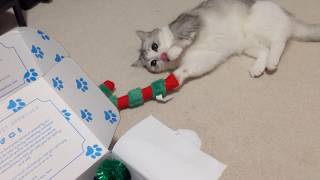 Unboxing with Fomo the cat! Munchkin Cat Giftbox Haul