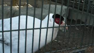 シロミミキジ　野毛山動物園